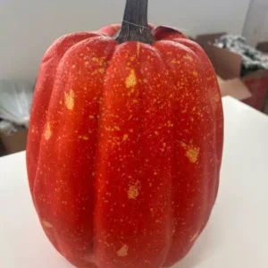 Abóbora grande plástico 25x38cm