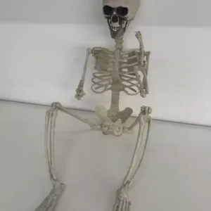 Esqueleto Charlie 75cm